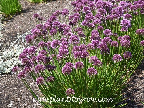 'Windy City' Allium